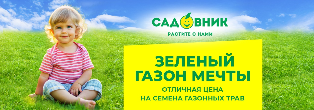 Зеленый газон мечты