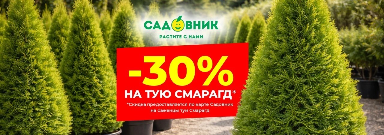 -30% на тую СМАРАГД