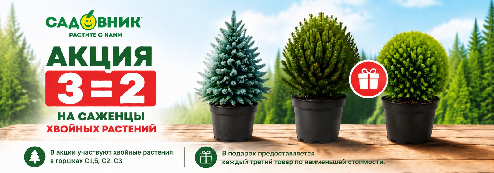 Хвойные 2=3