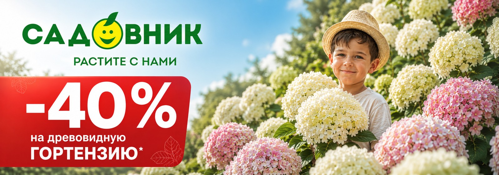 Древовидная гортензия -40%