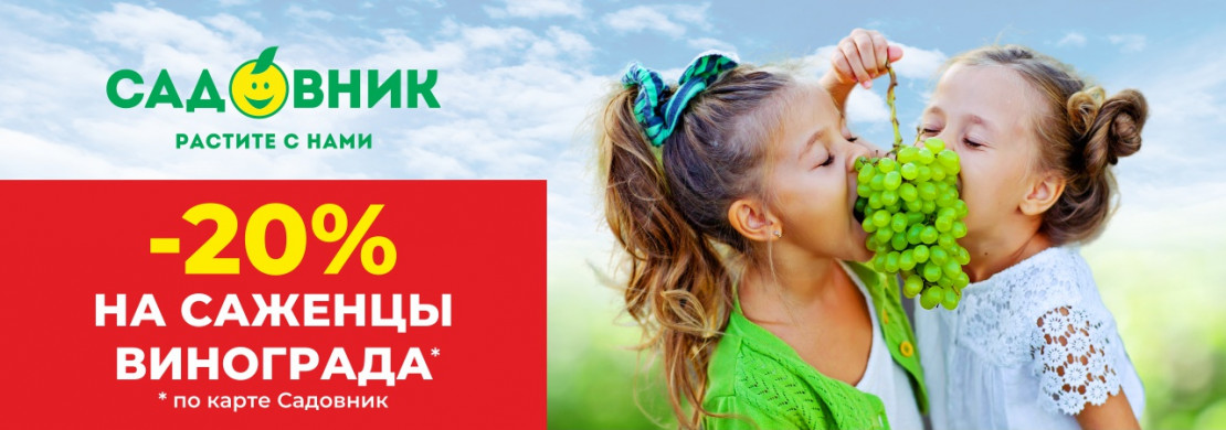 -20% на саженцы винограда